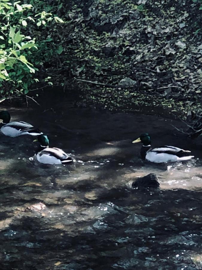 Domek Caloroczny Na Wylacznosc Niebieska Osada Nad Gorskim Potokiem Stary Waliszow Zewnętrze zdjęcie